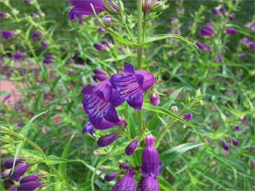 Purpleleaved Bartzunge